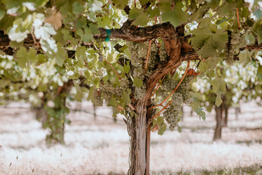 White wine grape clusters on old vine