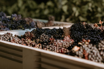 Red grapes close up after harvest at dawn