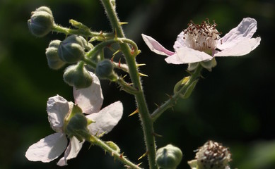 Close-up of a blackberry ( Rubus ) twig in bloom with hairy buds and pink blossoms in june