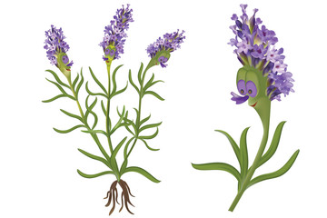 Cute happy cartoon lavender plant. Funny flower herb drawing. Mascot cartoon style.