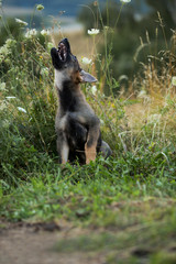 Adorable and curious German shepherd puppy looking for something in high green grass 