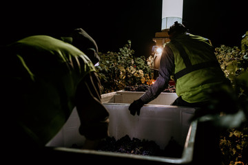 Red grapes close up with immigrant hands at dawn harvest in wine country