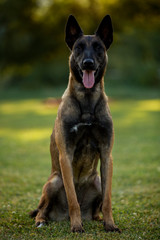 beautiful Belgian malinois dog walking, sitting and lying on grass and jumping over the obstacle, dog with open mouth, Belgian shepherd 