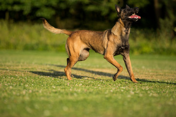 beautiful Belgian malinois dog walking, sitting and lying on grass and jumping over the obstacle, dog with open mouth, Belgian shepherd 