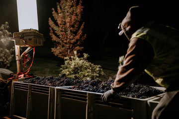 Vineyard harvest workers at nighttime pick