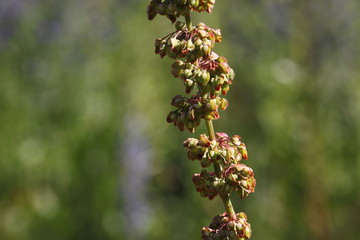 Close-up of a Dock plant stem ( Rumex ) with tubercles and achene leaves on green background