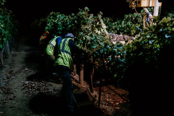 Vineyard harvest workers at nighttime pick