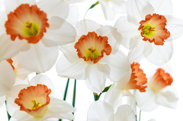 Obraz premium Close up of Fresh White and Pink Daffodils