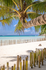 White Beach und Palm Tree, Insel Boracay, Philippinen.