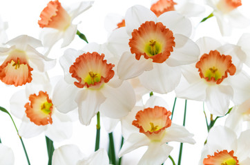 Close up of Fresh White and Pink Daffodils