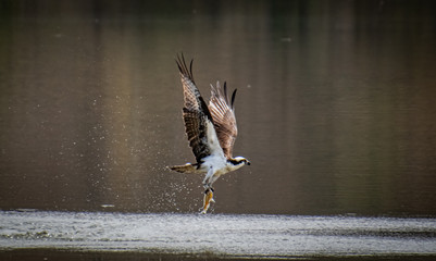 Osprey Fishing Eagle catching fish at Chattahoochee wildlife sanctuary in Marietta Georgia.
