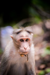portrait of a young monkey