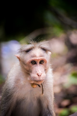 Obraz premium portrait of a young monkey