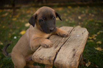 adorable Belgian Malinois puppy stands on bench