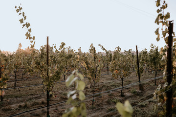 Healdsburg vineyard at first light.