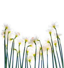 Obraz na płótnie Canvas Close up of Fresh White and Pink Daffodils