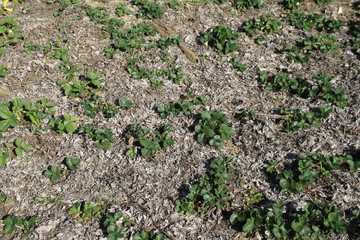 Forest strawberry plants field in the dry leaves during springtime
