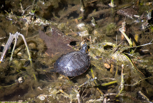 Box Turtles In Swamp Mud In Riverwalk Boardwalk In Roswell Georgia.