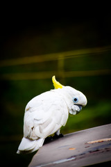portrait of a white parrot