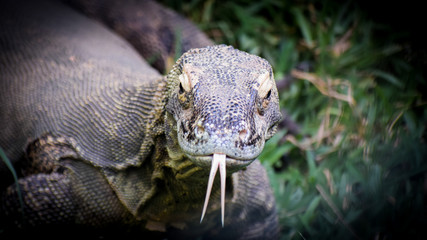 close up of a Monitor Lizard
