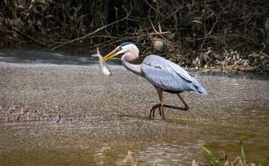 Obraz premium Great Blue Heron fishing in marsh in wildlife area in Roswell Georgia.