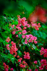 flowers in the garden