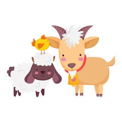 farm animals sheep ram and chicken cartoon isolated icon on white background