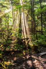 Sunbeams Through Hardwood Forest, Clingmans Dome, Great Smoky Mountains National Park, Tennesseee, USA
