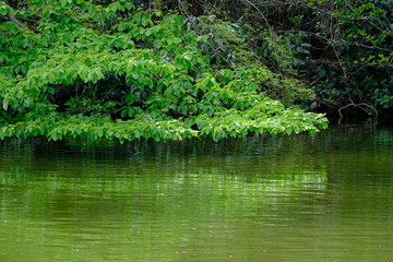 Fototapeta na wymiar green leaves over pond