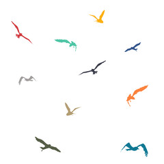Vector illustration of set of blue, yellow, purple, cyan and red birds over white background - 339343459