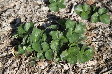 Forest strawberry plants field in the dry leaves during springtime