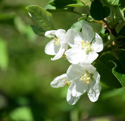 Fototapeta na wymiar Apfelbaumblüten in der Morgensonne in Südtirol