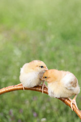 Twin or couple of little chickens friend between brown and yellow color on green or natural background and on wood floor, Both of chicks, Newborn of chickens for concept design and decorative workings