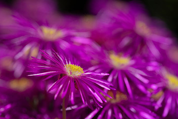 Obraz premium Macro image of Ice Plant Delosperma Cooperi