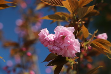 paysage de printemps cerisier du japon en  fleurs