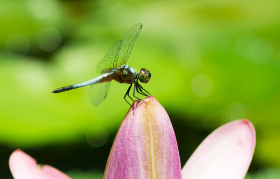 Dragonfly On Flower