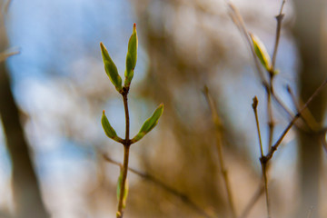 Green Bud