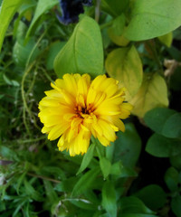 yellow flower on green leaves background