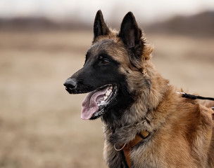 Malinois belgian shepherd dog head portrait