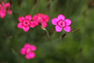 Obraz premium pink flowers forest carnation