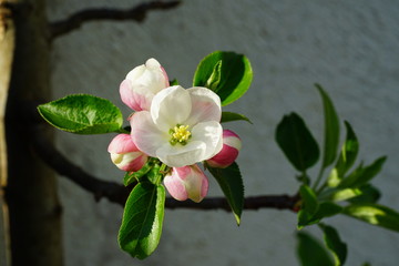 Pink and white apple blossoms and buds on a branch in the spring