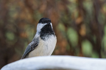 Obraz premium Black-capped Chickadee - Common birds of Colorado.