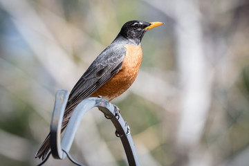 Common Birds of Colorado - Adult American Robin