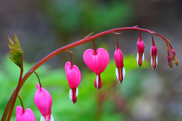 Heart-shaped pink and white flowers of dicentra spectabilis bleeding heart