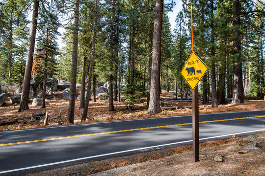 Wildlife Crossing Bear Sign On The Road In Yosemite National Park, California, USA.