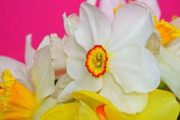 Bouquet of colorful yellow, orange and white daffodil flowers in a vase