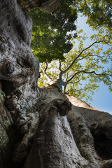 Ta Prohm temple near Angkor Wat, Cambodia