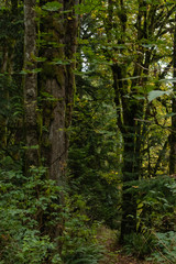 deep green mossy forest with large fern