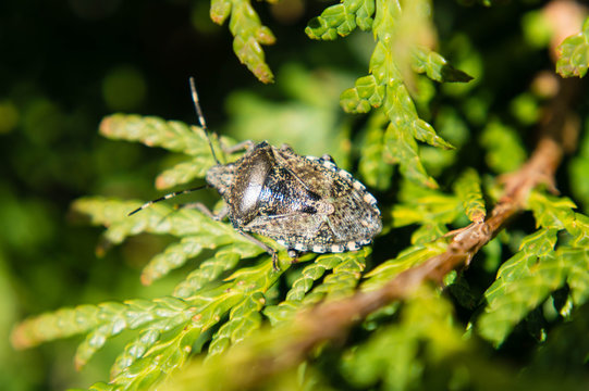 Graue Gartenwanze - Raphigaster Nebulosa