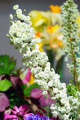 View of the small white flowers of a spirea Bridal Wreath bush